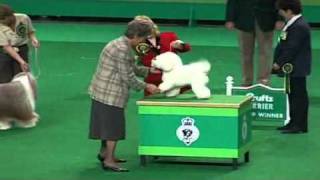 Crufts 1999 Best in Show [upl. by Alitha]