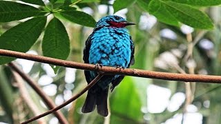 10 Beautiful Moment Of Spangled Cotinga  Amazing Birds VideoHD [upl. by Mailiw]