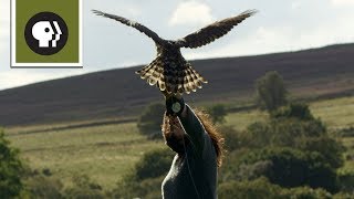 What Keeps Hawks From Flying Away Watch This Falconer [upl. by Anaehs]