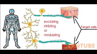 Neurotransmitters Classification Types and Functions [upl. by Ativahs466]