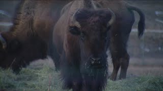 35 Colorado bison returned to Native lands [upl. by Aerdnna]