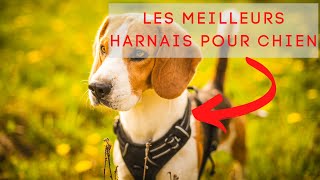 Top 3  Harnais pour chien 2022 [upl. by Warwick]