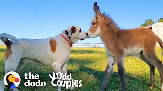 Dog Becomes Obsessed With A Newborn Donkey  The Dodo Odd Couples [upl. by Hnirt]