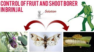 How to control shoot and fruit borer in Brinjal  Latest upload 2017 [upl. by Doniv]