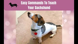 5 Easy Commands To Teach Your Dachshund [upl. by Ittocs704]