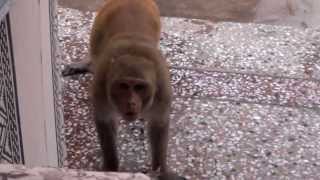 Attack of Angry Monkeys 720p HD [upl. by Hairehcaz]