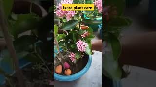 How to take care of your ixora plant 🌱 garden growth how homegarden plants love [upl. by Corenda]