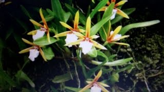 Epidendrum polybulbon  Encyclia polybulbon from Central America [upl. by Thais]