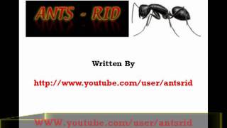 how to exterminate ants [upl. by Myna]