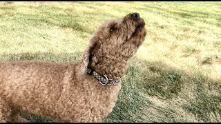 Poodle HOWLING AT OTHER DOGS [upl. by Nodearb223]