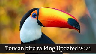 Toucan bird talking  Toucan bird as a pet  Toucan eats baby bird alive [upl. by Othe]