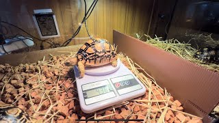 Size Measuring Day for our Leopard Pardalis Tortoise How Big are They now [upl. by Yearwood]