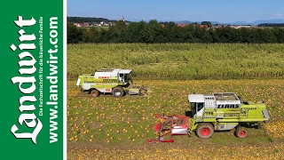 Kürbisernte mit Claas Mähdrescher  landwirtcom [upl. by Aarika460]