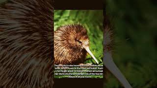 Interesting facts about Kiwi naturebirds [upl. by Arbua]