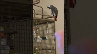 Mosley African Grey Parrot Waveing HI [upl. by Ailgna]