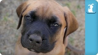 80 Seconds of Floppy English Mastiff Puppies  Puppy Love [upl. by Nueoras]