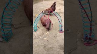 Create amazing bird trap pigeon  Creativity quick pigeon trap [upl. by Nahsar]