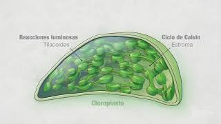 Fotosíntesis Parte 4 Cloroplastos  Video HHMI BioInteractive [upl. by Lerud]