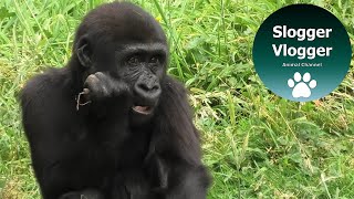 Introduction Of The Gorillas From The Port Lympne Wildlife Resort [upl. by Tosch]