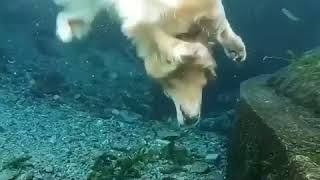 Golden Retriever Diving Underwater [upl. by Reace407]