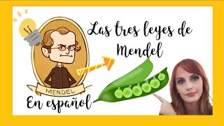 LAS TRES LEYES DE MENDEL En Español Educación biologia genetica Leyesdemendel ciencia [upl. by Douty]