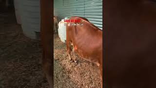 song arijitsingh love bollywood shortvideo pets farming petanimals cow cats music [upl. by Adihsar]