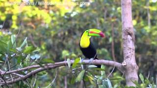 Keelbilled Toucan calling [upl. by Neerehs]