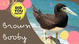 Brown Booby facts 🦜 large seabird of the booby family [upl. by Sirroned293]