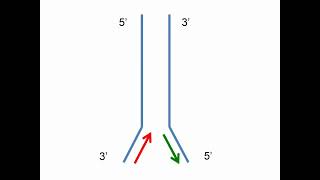 Steps of DNA Replication [upl. by Gnot73]