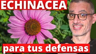 ECHINACEA propiedades y beneficios y cómo se toma Cómo aumentar tus defensas con EQUINÁCEA [upl. by Slen207]