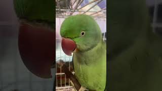 How a Beautiful parrot 🦜🦜😍new talkingparrotscareandroutine shortsviral beautifulparrot [upl. by Labina]