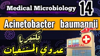 Acinetobacter baumannii  Nosocomial infection bacteria شرح بالعربي [upl. by Notgnirra]