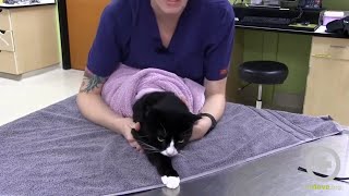 The Purrito Method Feline Towel Restraint [upl. by Llenrev]