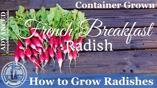 How to Grow Radishes PROGRESSION Complete Growing Guide [upl. by Einwahr]