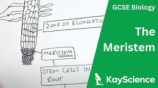 The Meristem  GCSE Biology  kaysciencecom [upl. by Litnahc]