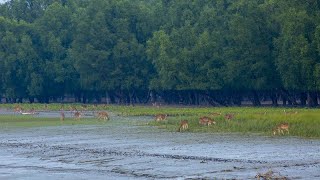 नीलगिरि पर्वत श्रृंखला के जैवमंडल।—Nilgiri Biosphere Ecosystem amp Wildlife—HindiDocumentary EP2 [upl. by Enamrahc]