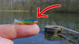 SMALLEST Swimbait EVER  MONSTER Fish NEW PB [upl. by Still]