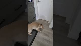 My lil sister throwing snacks at our puppy under the door puppy goldenretriever justforfun [upl. by Eniroc]