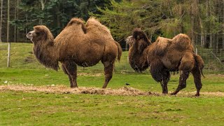 Unbelievable Facts about the TwoHumped Bactrian Camel You Wont Believe [upl. by Ennyroc]