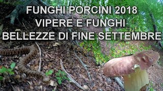 Funghi Porcini 2018 Vipere e Funghi Bellezze di Fine Settembre [upl. by Ellerol]