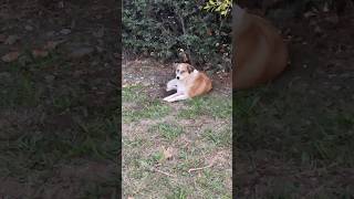 Sweet dog resting on the grass  Tatlı köpek çimlerde dinleniyor [upl. by Eraste944]