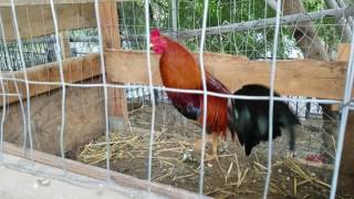 Morning feeding American gamefowl [upl. by Alikam974]