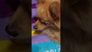 Love you more every day dog doglover dogshorts doglife animallover pomeranian پامرانین پامر [upl. by Eninaej]