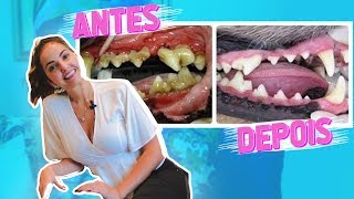 DENTES SUJOS NO CACHORRO COMO TRATAR O TÁRTARO [upl. by Ackler355]