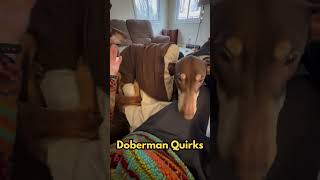 The Quirks Of Owning Dobermans The Velcro Dog Breed [upl. by Nywrad]