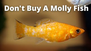 Dont Buy A Molly Fish Unless You Watch This First 09 Things You Should Know About Mollies [upl. by Ahseer792]