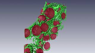 Application of EM tomography and 3D reconstruction in liver hepatocyte [upl. by Emsoc]