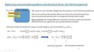 PHYS 410 Nernst potential and Donnan equilibrium [upl. by Renelle696]