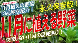 11月に植える野菜（13品種）永久保存版 [upl. by Aicinod]