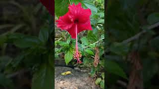 Hibiscus flower  Monadelphous Stamen [upl. by Thalia]